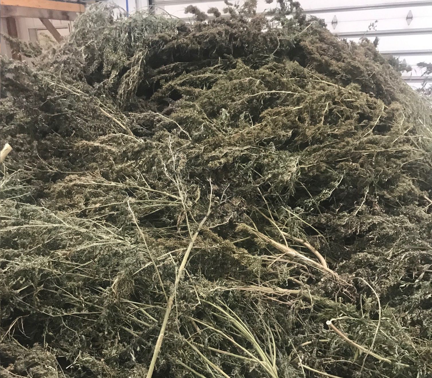 ‘Lucky’ farmer finishes first hemp crop, shares lessons